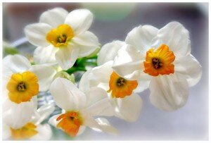 
На языке цветов нарцисс говорит: «Оставайся такой же прекрасной вечно», — именно он лучше всех других цветов расскажет о безответной любви. Но не теряйте надежду! Преподнесите гордой красавице букет нежных нарциссов, а вдруг сердце недотроги дрогнет? 