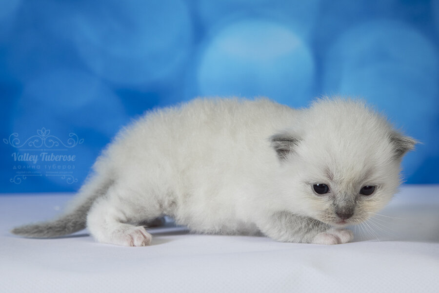 Его желудок и кишечник чрезвычайно нежен и легко уязвим для таких экспериментов! 