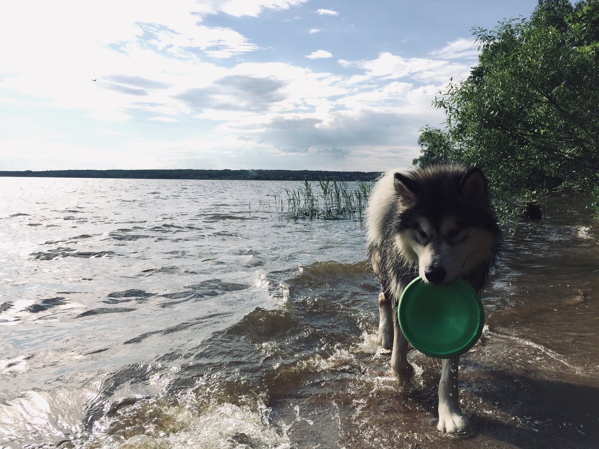 Как в нашем доме появилась собака. Часть 1 | Шкипер и море | Дзен