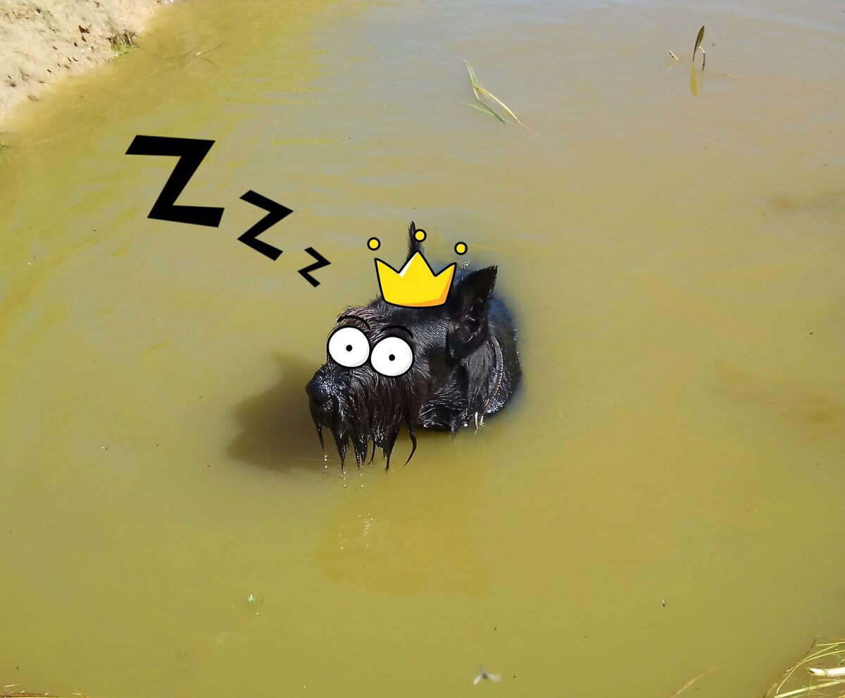 Я король или где?