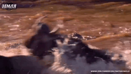 Крокодилы не торопятся нападать. Они уверены, что еды хватит.