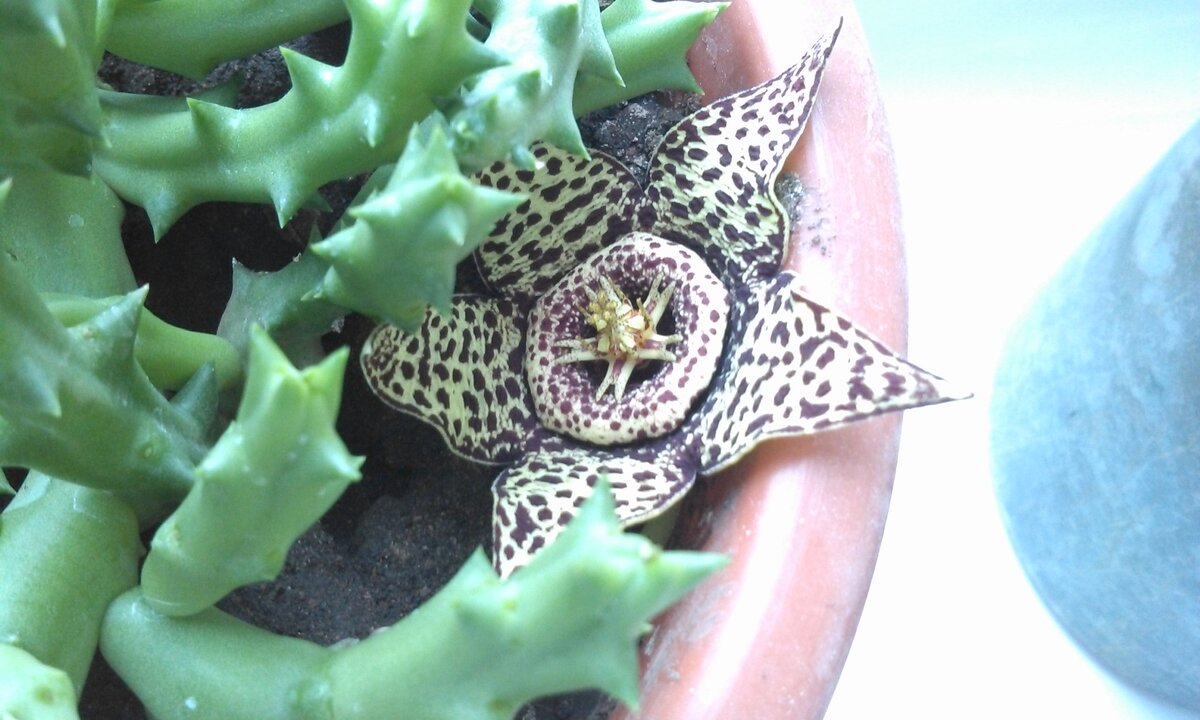 Стапелия.  Красивый цветок, пахнущий тухлятиной...