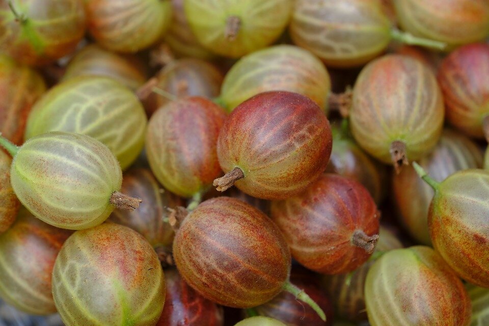 Хотите удивить гостей - предложите им маринованный крыжовник