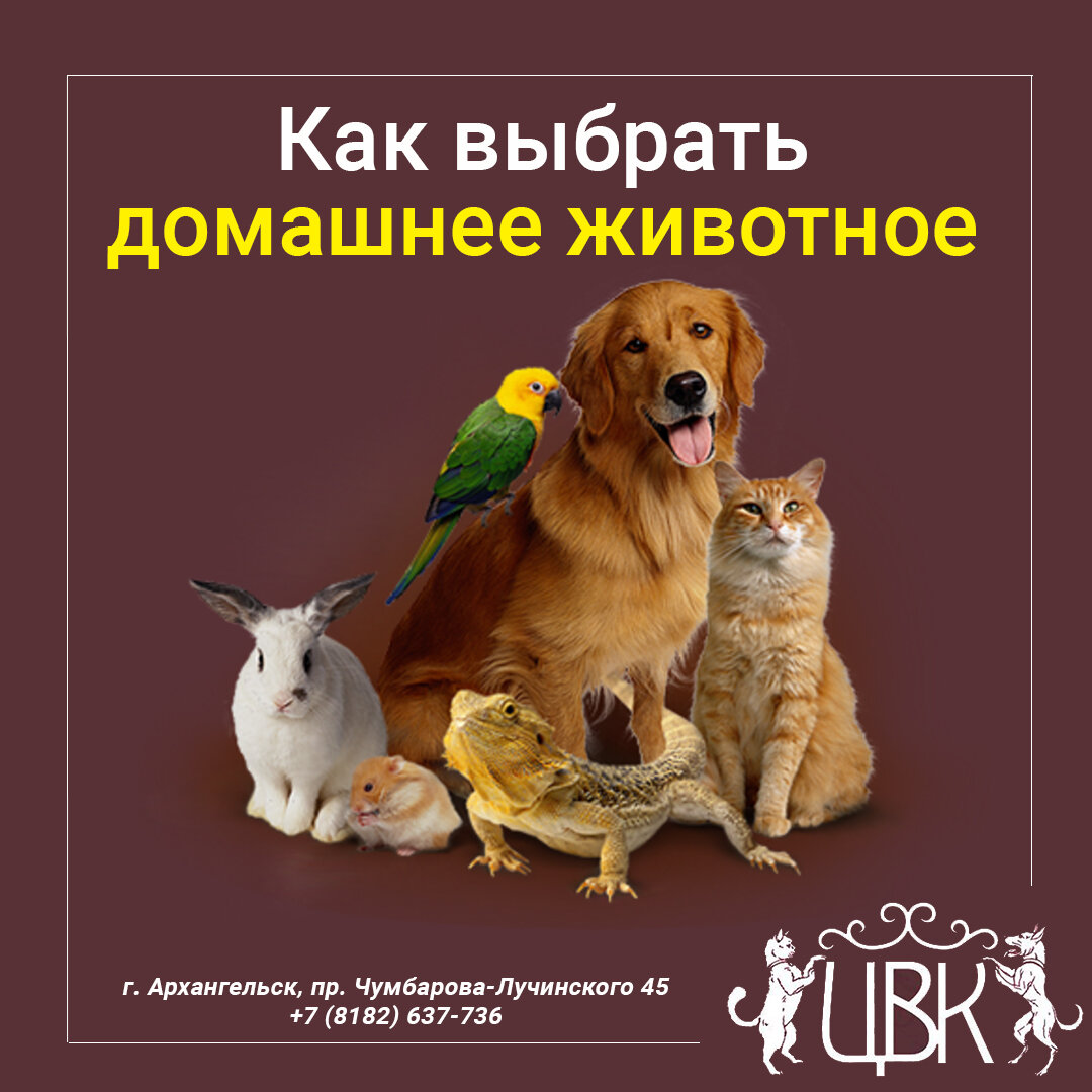 Как выбрать домашнее животное