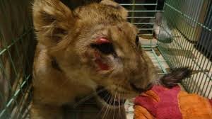 Посмотрите на морду этого животного, пострадавшего от живодерства членов цирка