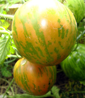 курочка ряба