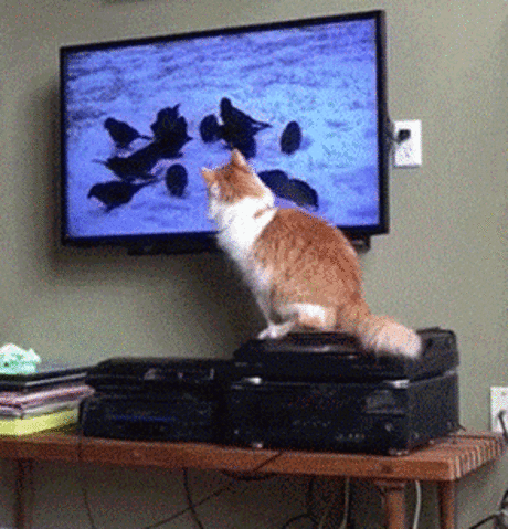 Включи на телевизоре животных. Кот уронил телевизор. Кот и телевизор гиф. Телевизор смешно. Котик смотрит телевизор.