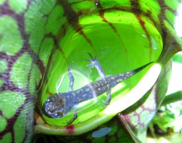 Жертва попалась в ловушку