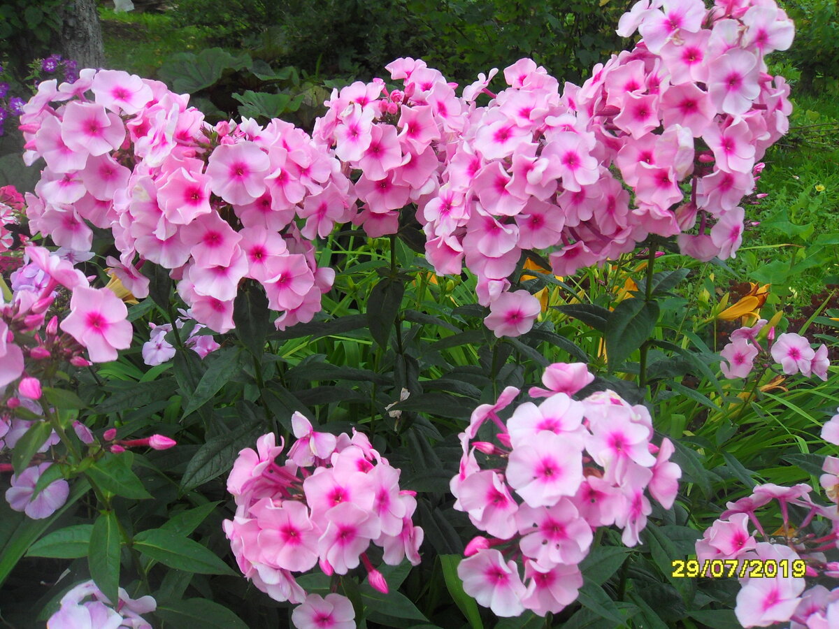 фото автора сорт "Очаровательные глазки"