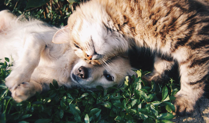 https://unsplash.com