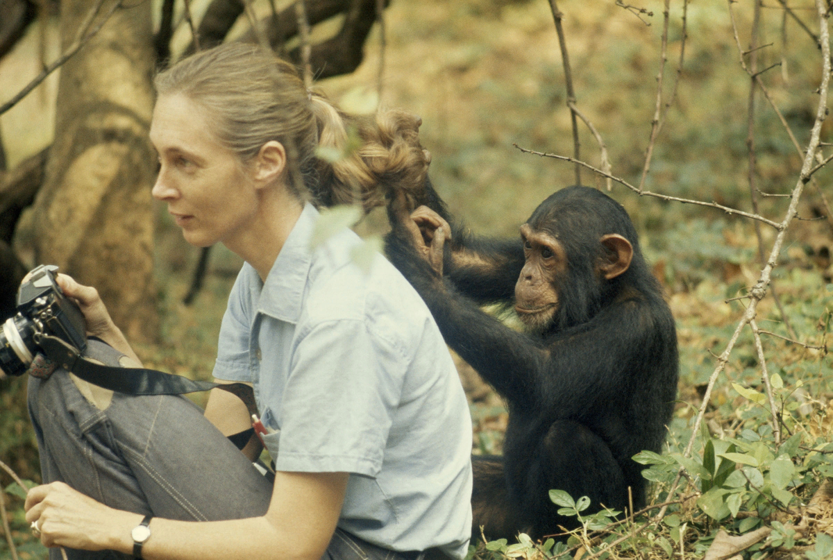 Шимпанзе девушку. Джейн Гудолл. Приматолог Джейн Гудолл. Джейн Гудолл и шимпанзе. Джонни маймыл Джейн Гудолл.