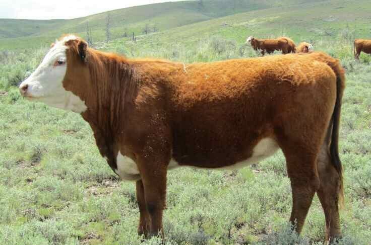 Коровы на пастбище в Silvies Valley Ranch