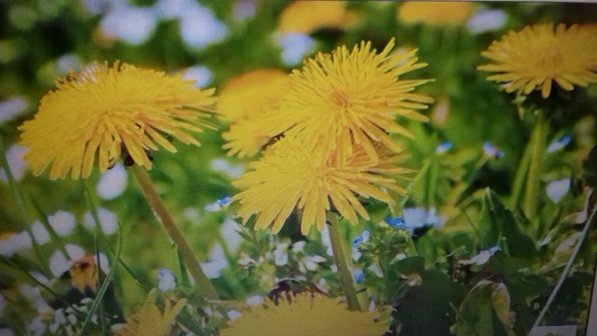 Трудно переоценить важность для организма кровеносной системы и крови, питающей и защищающей все органы.  мы должны тщательно следить за здоровьем этой системы. Лучшее время чистки - весна.