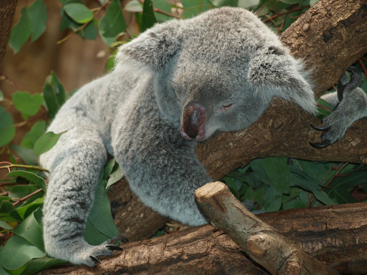 Коала, Австралия