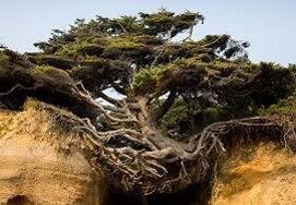 Дерево, соединяющее сердца