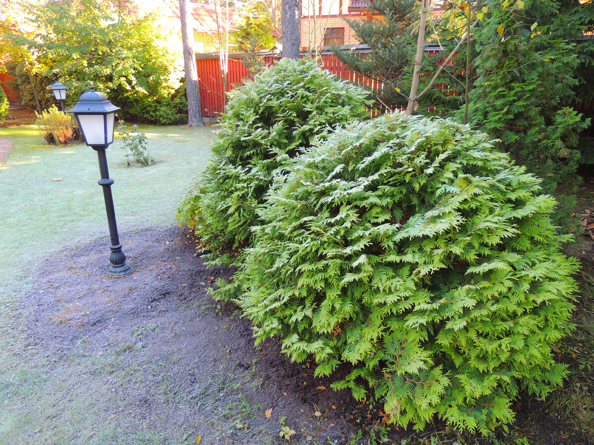 Туя файер чиф. Шаровидная туя на зиму. Туя Западная Thuja OCC. 'Woodwardii' в ландшафте. Ограда Вудварди. Туя Вудварди в ландшафтном дизайне.