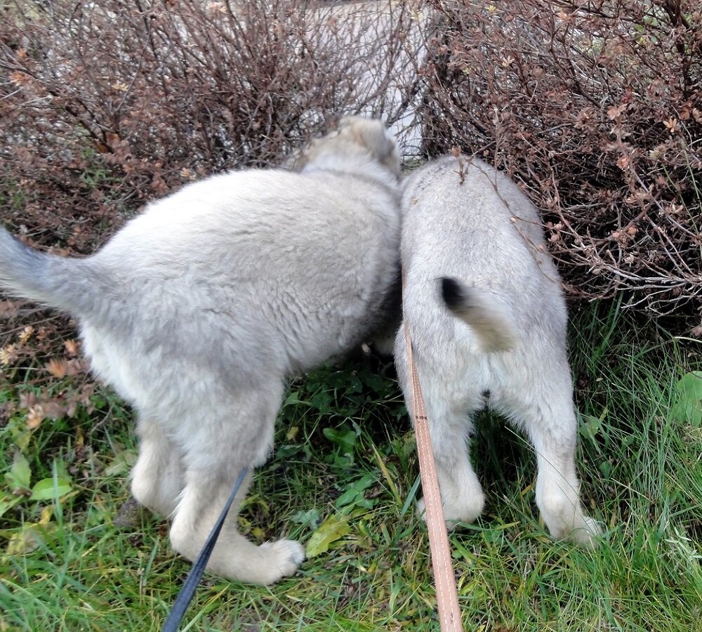 Наши хвосты. Фото автора