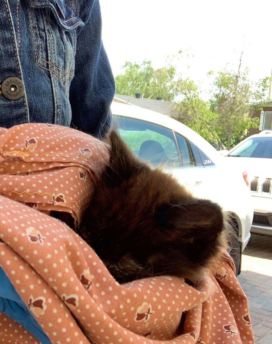 Спасатели забирают беднягу с улицы. Котёнку 5 недель от роду. Chatons Orphelins Montréal