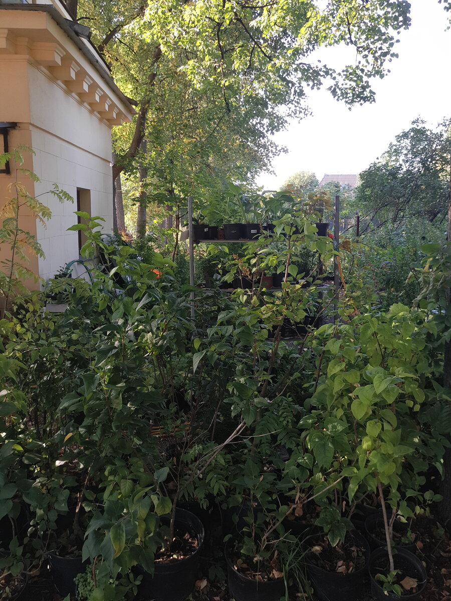 Это теневая чать, здесь представлены многолетники для тени и некоторые другие растения