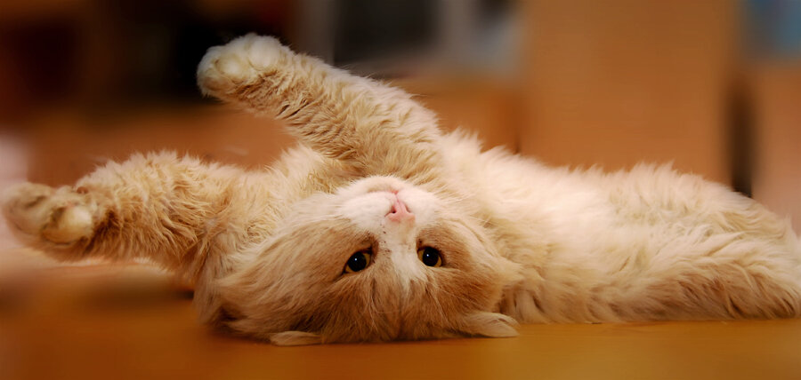 Фото из поисковой системы