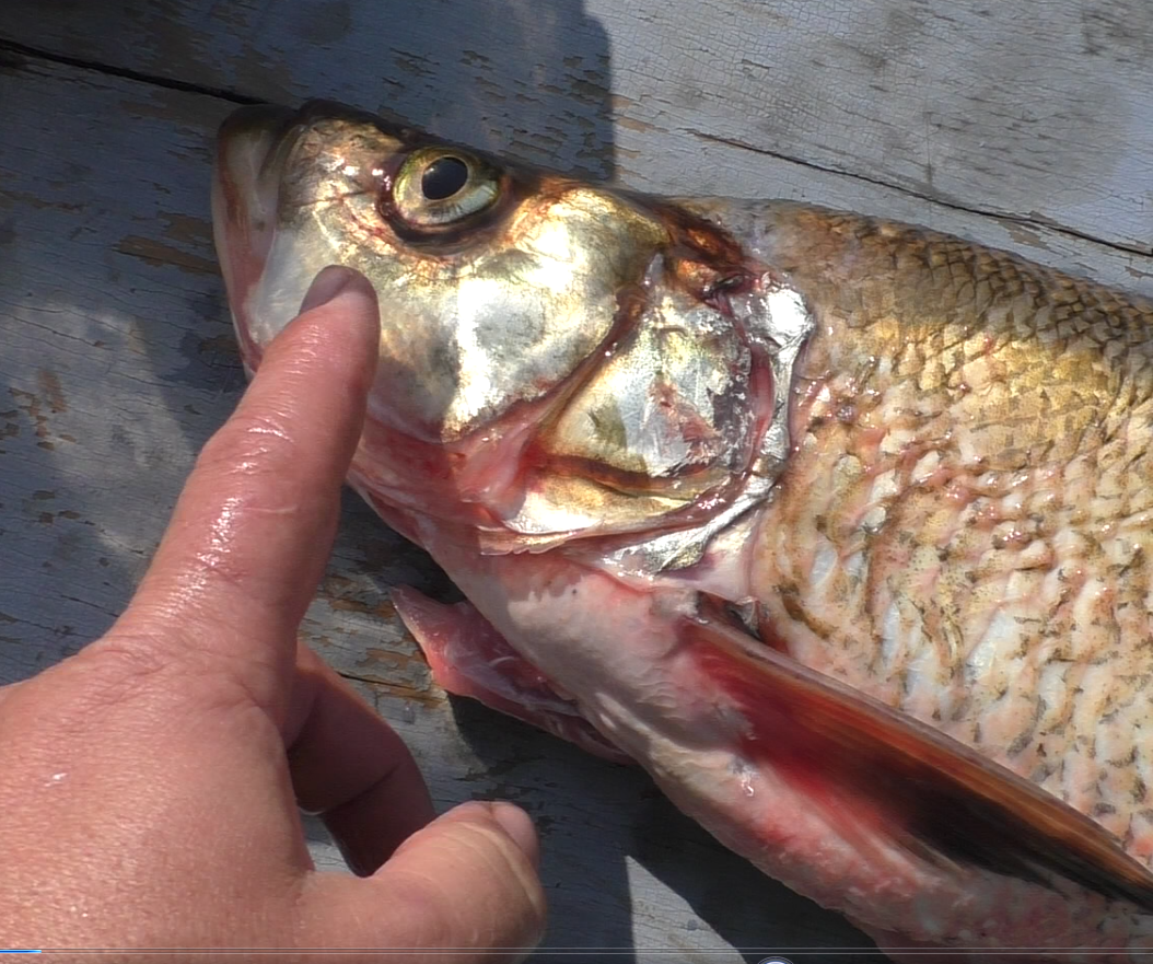 РЫБА В КАЗАНЕ НА КОСТРЕ, ВЕРХОГЛЯД ГОРЯЧЕГО КОПЧЕНИЯ, | Fisherman DV.27RUS  | Дзен