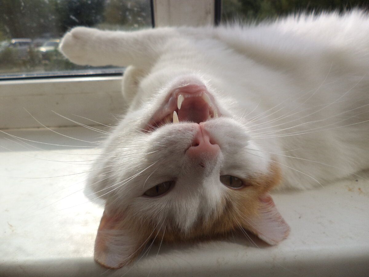 Алик: "А я ни в чем, ни в чем не виноват!!!"