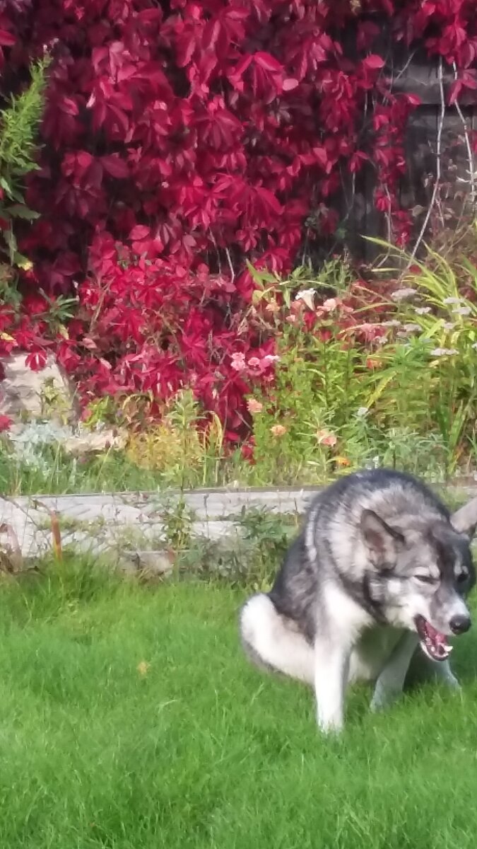 Этюд в багровых тонах