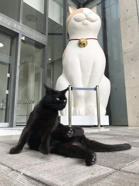 https://9gag.com/gag/aLg2YBV/cat-duo-wont-give-up-on-sneaking-into-japanese-art-museum