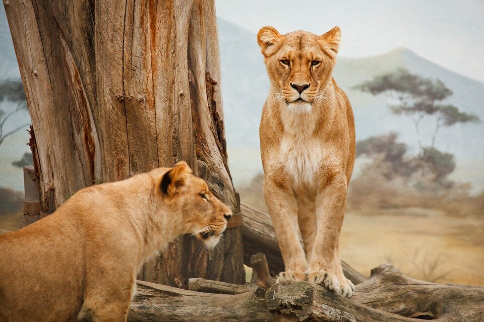 https://cdn.pixabay.com/photo/2012/03/04/00/09/africa-21787_960_720.jpg