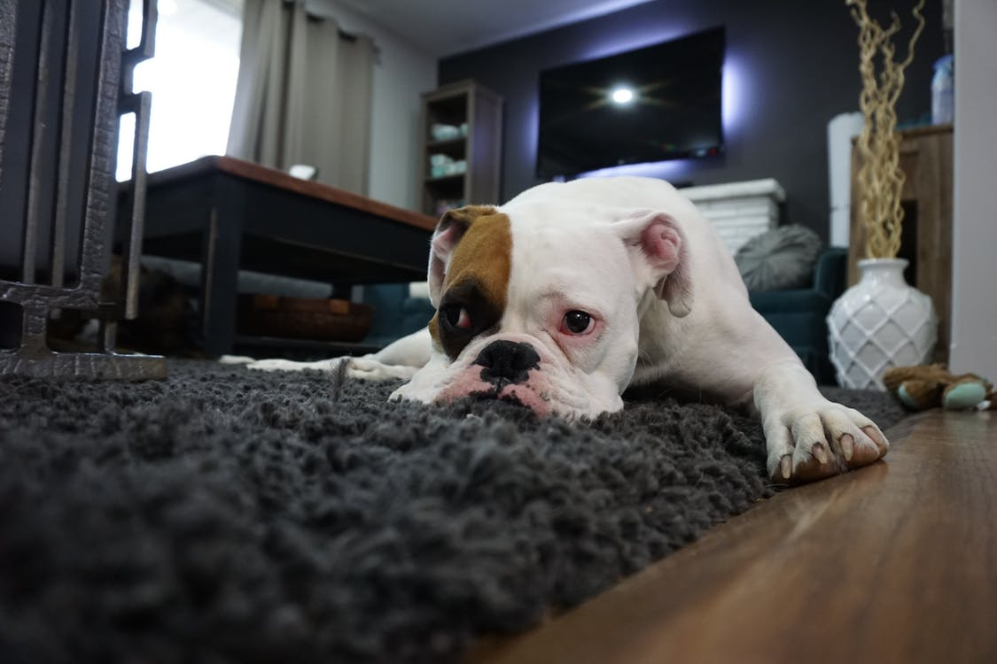 https://www.pexels.com/photo/white-and-tan-english-bulldog-lying-on-black-rug-164446/
