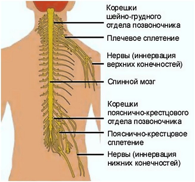 Корешковый синдром поясничного отдела