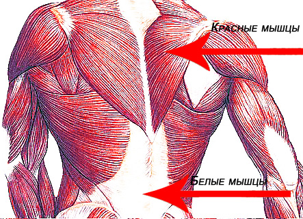 Белые мышцы. Белые и красные мышцы. Красные мышцы. Красные и белые волокна мышц. Красные мышечные волокна.