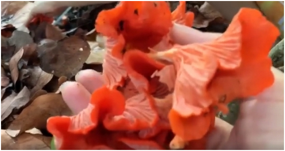 Оранжево-красные лисички