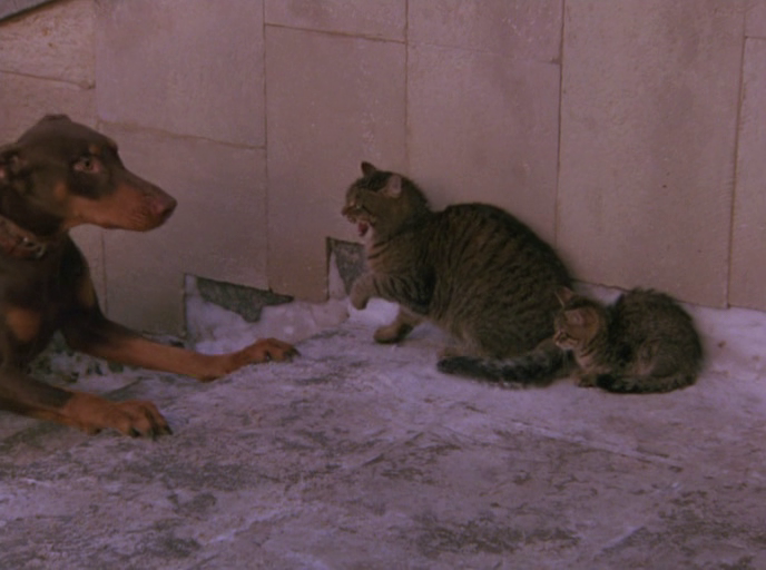 Кот Федина защищает Тиграшу от пинчера