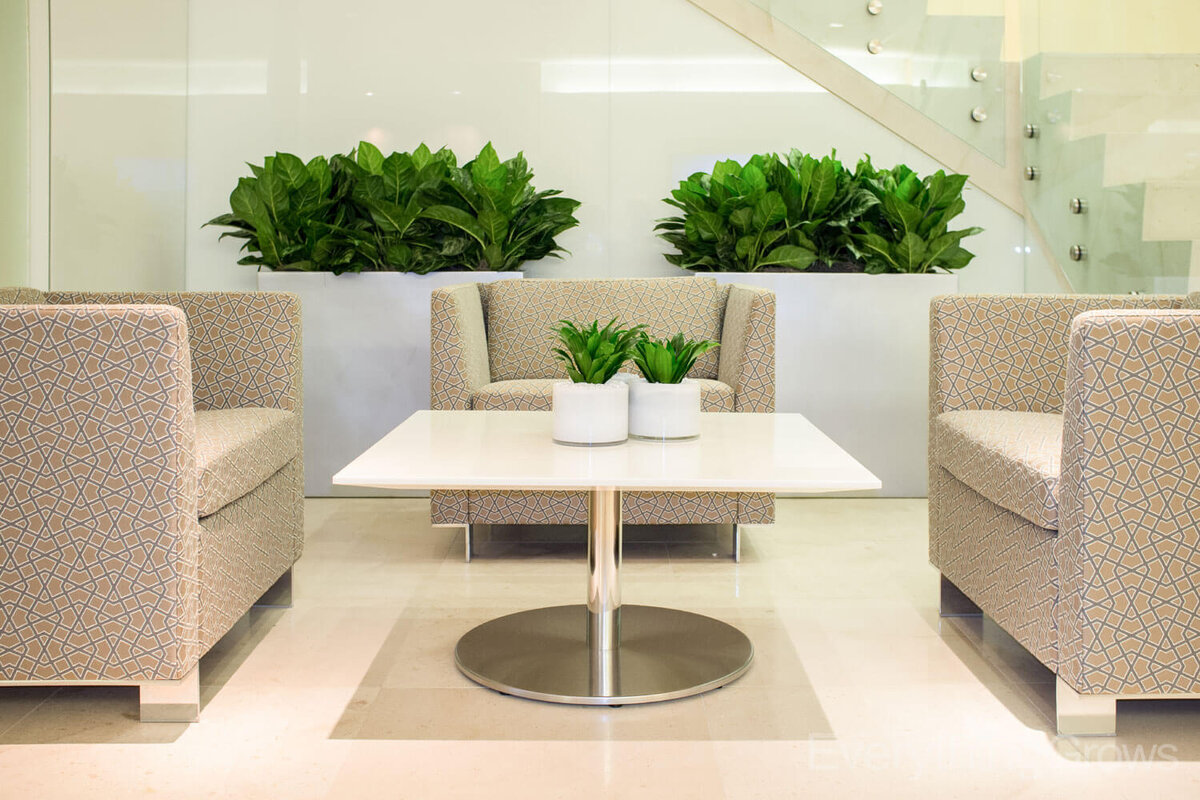 Цветы в интерьере