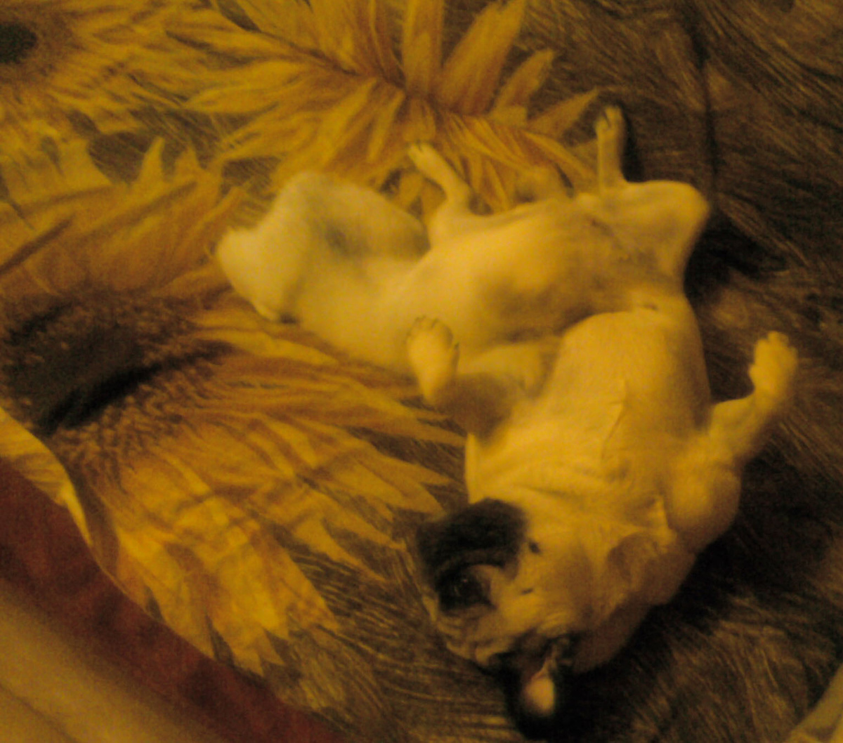 фото только такое, на даче.