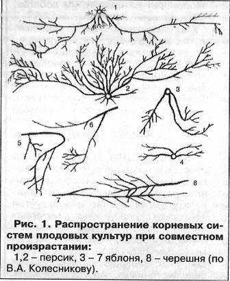 Исследования показали, что лучше всего развиваются те смешанные  культуры древесных пород, у которых максимум поглотительной деятельности  одной породы приходится на максимум выделительной деятельности другой  породы. Растения не только воспринимают выделения друг от друга, в  растительном сообществе образуется как бы общий обменный фонд  питательных веществ. Они также влияют на поглотительную деятельность  совместно произрастающих растений, усиливая или угнетая ее (рис. 1).Так,  корневая система пырея ползучего и других растений выделяет токсические  вещества, которые в зависимости от концентрации ускоряют или тормозят  поступление питательных веществ. Поэтому во многих случаях, когда много  сорняков – плохо, когда совсем нет – тоже плохо.