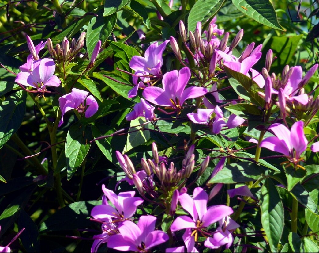 Вот такая клеома :)