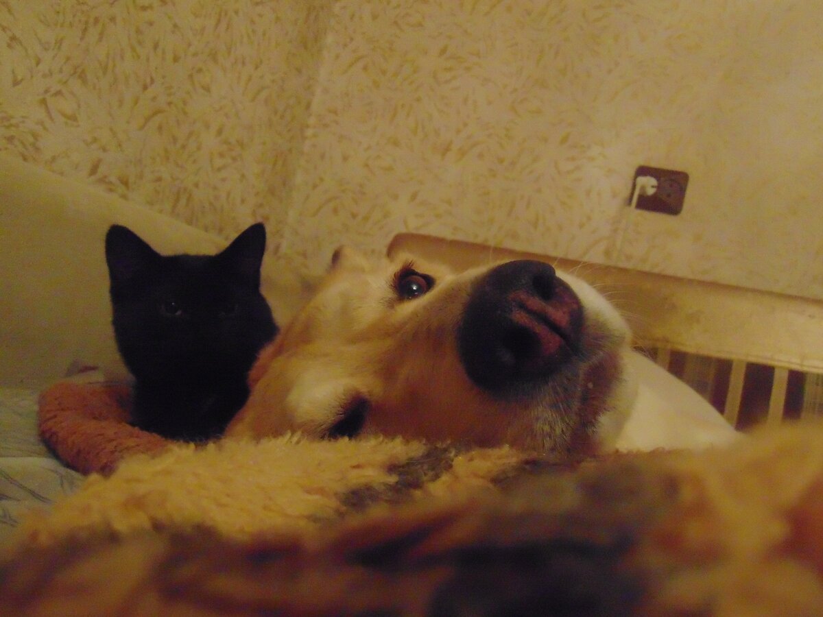 Звери не одобрямс выход из дома.