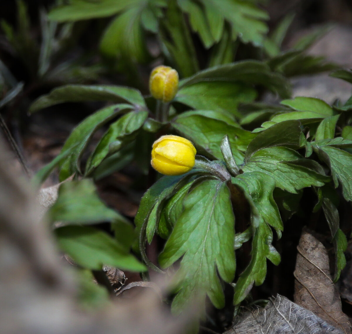 Ветреница лютиковая. Фото из собственного архива
