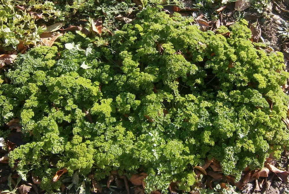 петрушка кафе лебедев. петрушка кудрявая кучерявец. петрушка курчавая запрещена. Petroselinum crispum),. кафе петрушка нелидово.