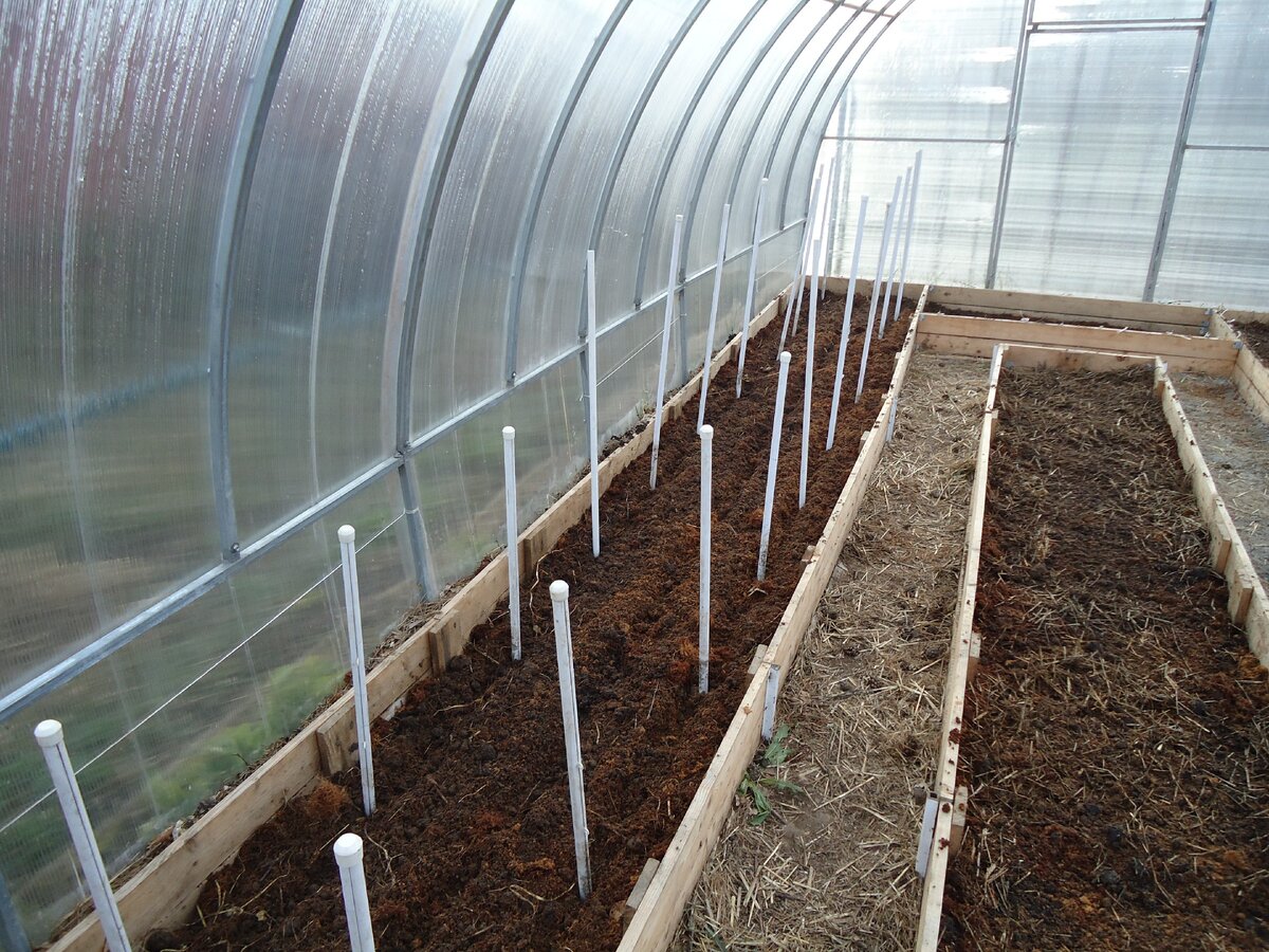 Бороздки для посадки лука. Колышками отмечены места для посадки рассады помидоров. Фото автора.