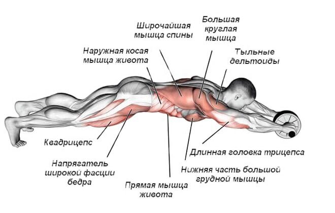 Многие люди хотят иметь подтянутый торс и удивлять окружающих рельефными мышцами тела. Добиться этого можно, используя для тренировок ролик для пресса.-2