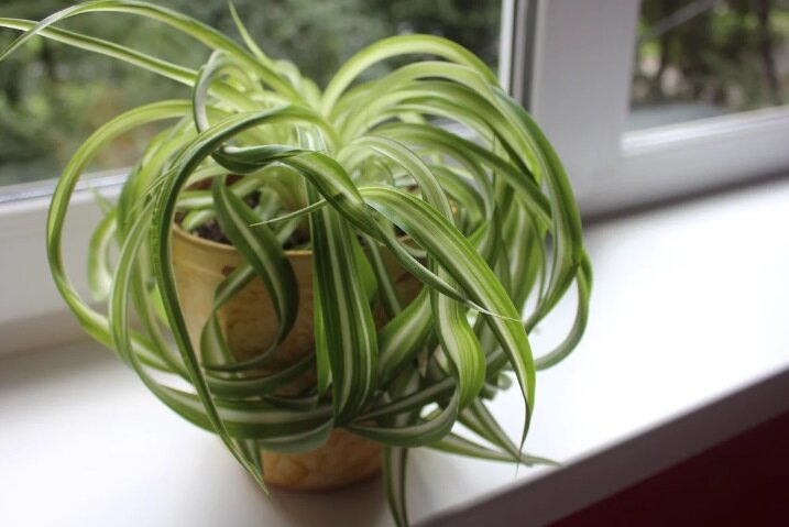 Источник фото: https://yandex.by/collections/card/58a2270eb1ab9d7c2fd4e293/