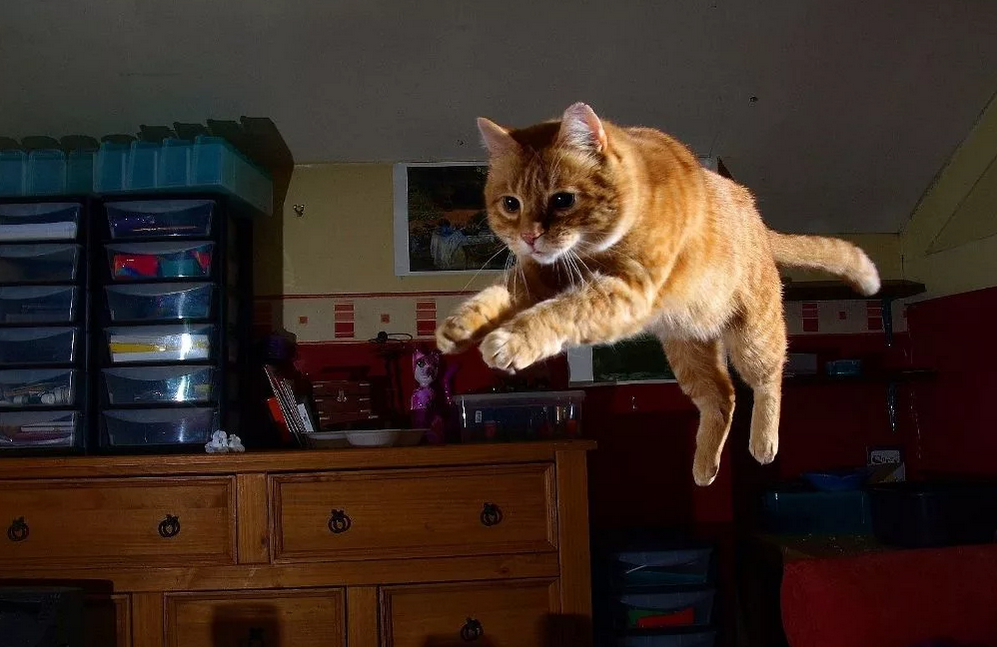 Фото с сервера Яндекс.Картинки