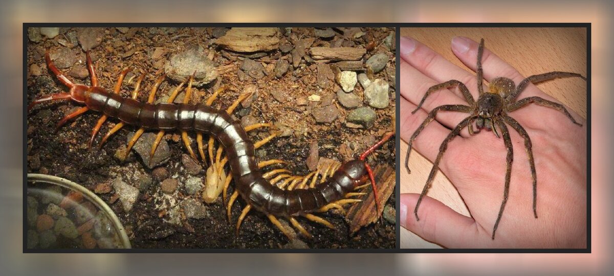 Мукадэ и паук-охотник