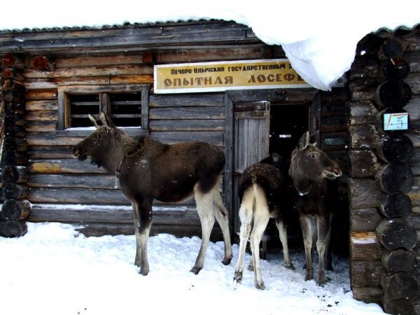 Скотный двор лосефермы