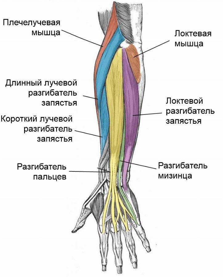 Где у человека предплечье картинка