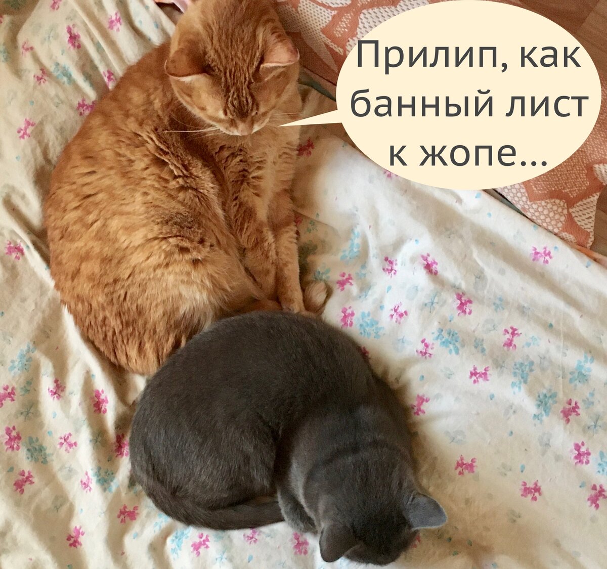 Скоты милует