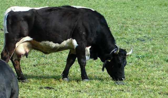 Как лечить ушиб вымени у коровы?